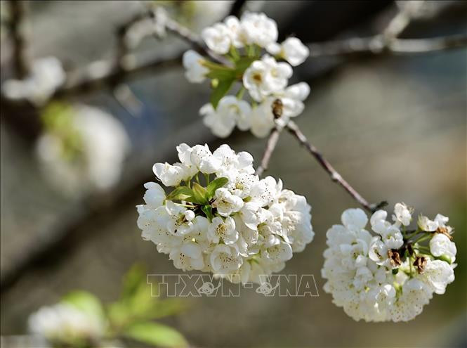 Hoa mận thường nở rộ vào cuối tháng 1 đến đầu tháng 2 hằng năm.