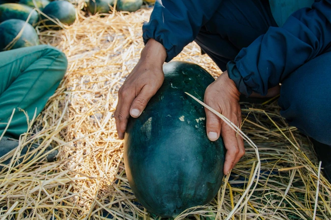 Dưa hấu chỉ 3.000-4.000 đồng/kg lại thêm mất mùa, người trồng khóc ròng - Hình 4 Dua hau chi 3.000-4.000 dong/kg lai them mat mua, nguoi trong khoc rong-Hinh-4