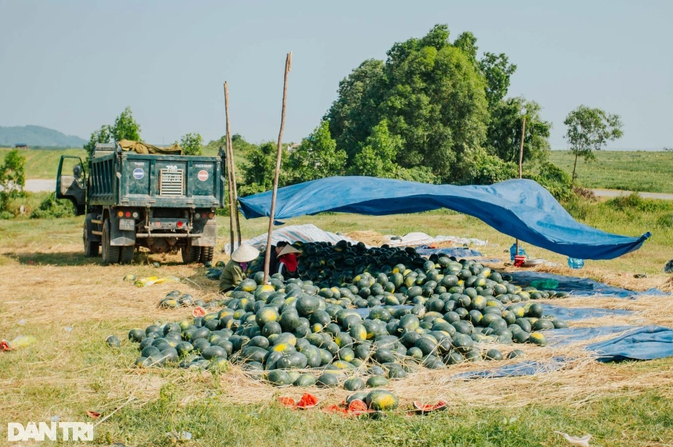 Dưa hấu chỉ 3.000-4.000 đồng/kg lại thêm mất mùa, người trồng khóc ròng - Hình 2 Dua hau chi 3.000-4.000 dong/kg lai them mat mua, nguoi trong khoc rong-Hinh-2