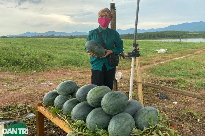 Dưa hấu chỉ 3.000-4.000 đồng/kg lại thêm mất mùa, người trồng khóc ròng - Hình 3 Dua hau chi 3.000-4.000 dong/kg lai them mat mua, nguoi trong khoc rong-Hinh-3