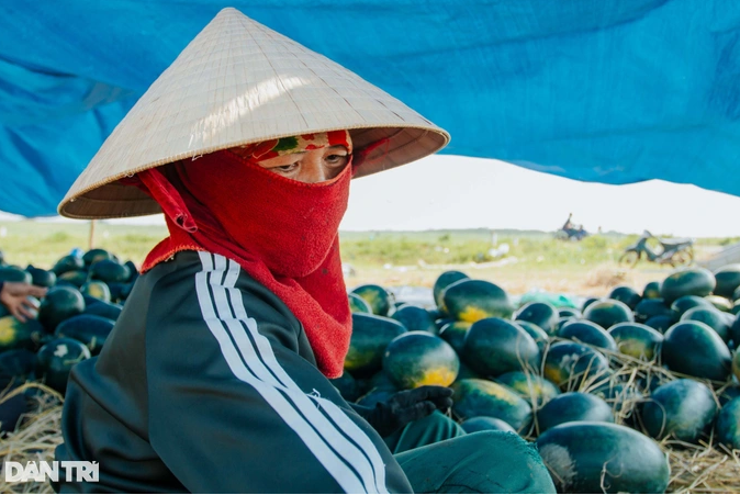 Dưa hấu chỉ 3.000-4.000 đồng/kg lại thêm mất mùa, người trồng khóc ròng Dua hau chi 3.000-4.000 dong/kg lai them mat mua, nguoi trong khoc rong