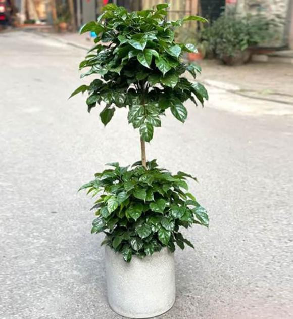 Trồng cây hạnh phúc muốn hút tài lộc nên đặt ở vị trí nào? Trong cay hanh phuc muon hut tai loc nen dat o vi tri nao?