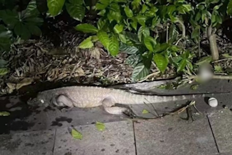 Dù con vật không có động thái muốn tấn công mình, nhưng vì lo lắng, nhân viên bảo vệ này đã lập tức gọi cảnh sát địa phương tới để xử lý.