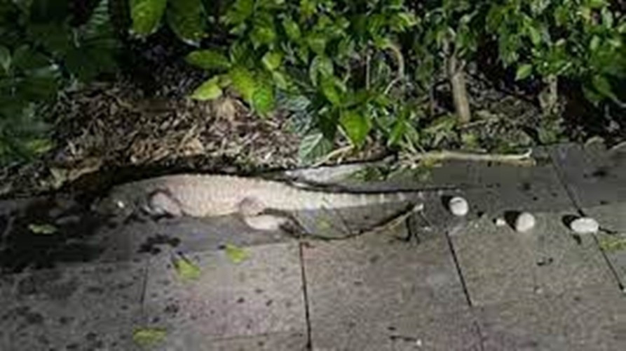 Dáng vẻ của con vật trông khá chậm chạp, mệt mỏi, như vừa đẻ trứng. Anh bảo vệ này đã phát hiện 4 quả trứng bên cạnh con "cá sấu".