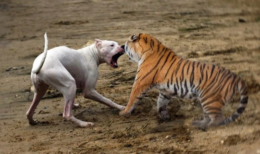 Con cho lon nhat the gioi co danh bai con ho nho nhat khong?-Hinh-3