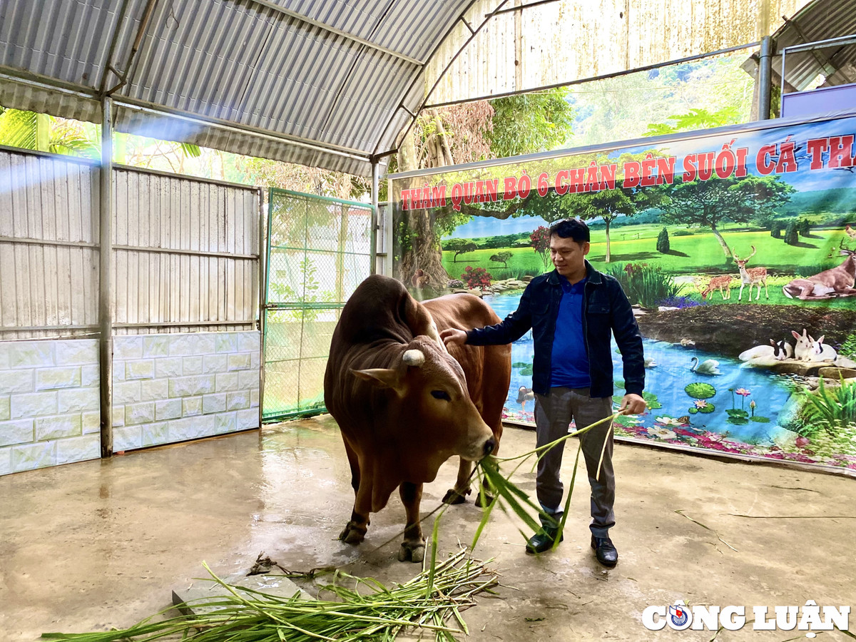 Doc la con bo co 6 chan 2 duoi o Thanh Hoa