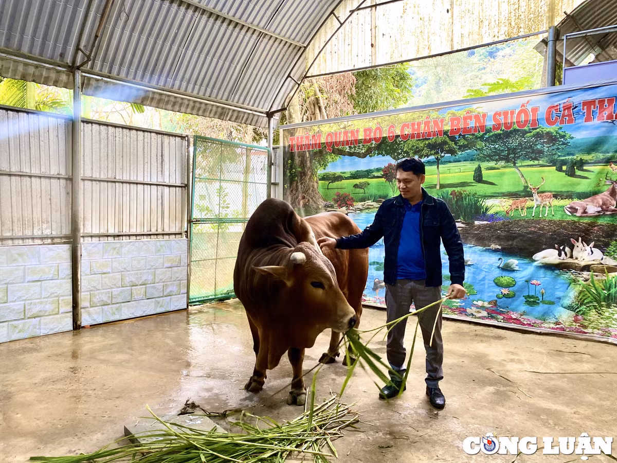 Doc la con bo co 6 chan 2 duoi o Thanh Hoa