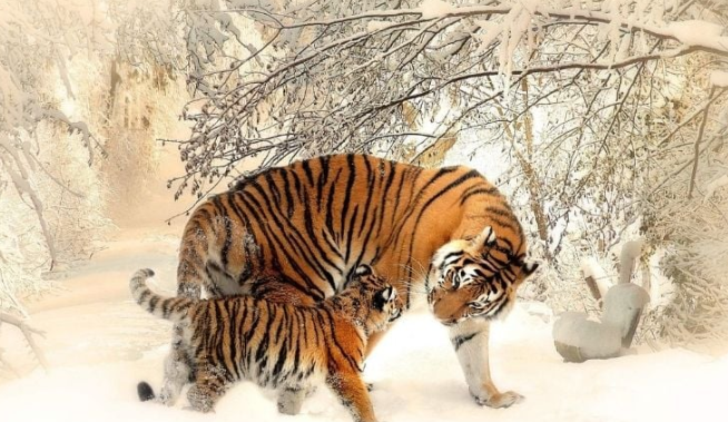 Họ có cơ hội tăng thêm nguồn thu nhập và kiếm lợi nhuận thông qua đầu tư hoặc các dự án hợp tác. Ngoài ra, những nỗ lực trong sự nghiệp của con giáp này sẽ được cấp trên ghi nhận và trao cho họ cơ hội thăng tiến. 