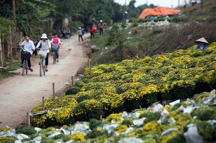 Nhung lang cay canh noi tieng, thu nhap dang nguong mo o Viet Nam-Hinh-2