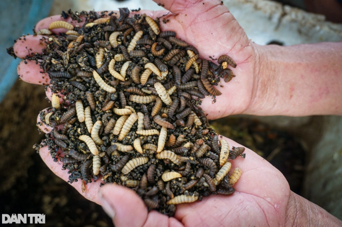 "Phất lên" trông thấy với loài cần thủ khoái săn - Hình 3 Ông Khoa tận dụng tạp phẩm để làm thức ăn nuôi ấu trùng ruồi lính đen (Ảnh: Hoài Sơn).