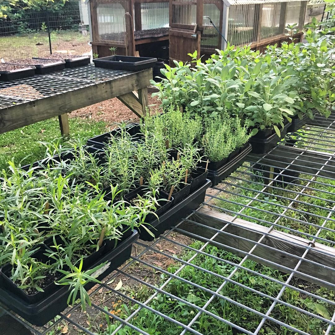 Bà mẹ 2 con sở hữu vườn rau, hoa theo phương pháp hữu cơ - Hình 2 Ba me 2 con so huu vuon rau, hoa theo phuong phap huu co-Hinh-2