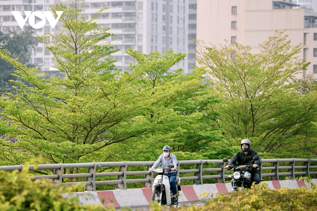 Còn trên đường Bưởi, những tán bàng lá nhỏ xanh mướt tạo nên cảnh sắc tuyệt thu hút ánh nhìn của những người di chuyển qua đây.