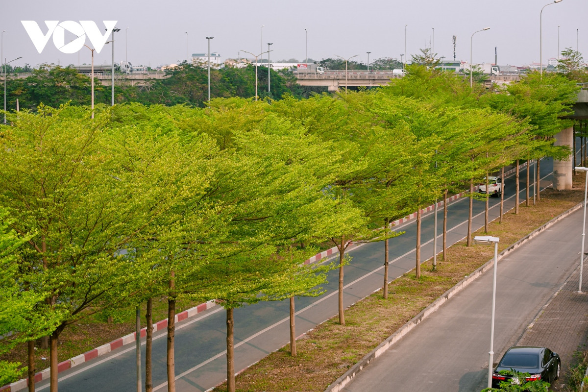 Khung cảnh nhiều con đường ở Hà Nội trở lên lãng mạn như nước ngoài với hàng cây lá xanh mướt, căng tràn sức sống.