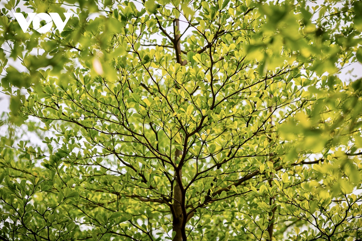 Cây bàng lá nhỏ hay còn gọi là bàng Đài Loan là loại cây thân gỗ cỡ vừa. Loại cây này được trồng vài năm trở lại đây.