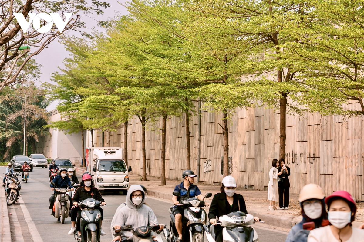Cách đây một thời gian khi cây bàng lá nhỏ vào mùa thay lá, con đường ven sông Tô Lịch thuộc vành đai 2 được phủ một lớp lá vàng như khung cảnh lãng mạn mùa thu. Nay, tất cả chuyển sang mùa xanh non, tràn đầy sức sống.