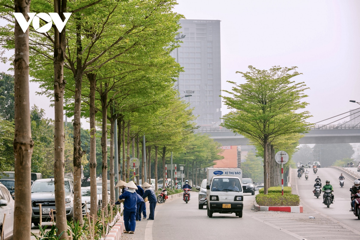 Bàng lá nhỏ là loại cây đô thị dễ sinh trưởng, phù hợp với loại đất, khí hậu đã tạo bóng mát và cảnh quan cho Hà Nội. Ngoài ra còn có ưu điểm dễ chăm sóc, không cần cắt tỉa thường xuyên.