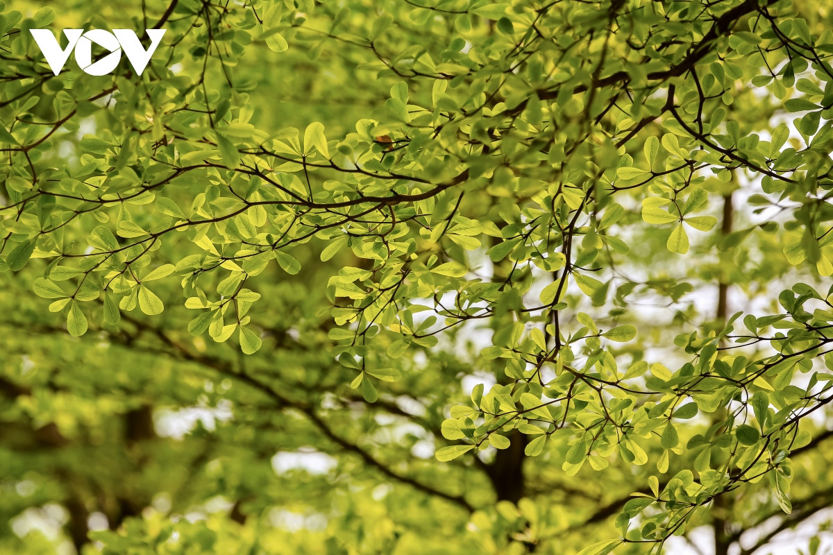 Loài cây này có kích thước lá nhỏ, lá khi thay rụng xuống nhanh phân huỷ nên hạn chế gây ra ô nhiễm môi trường.