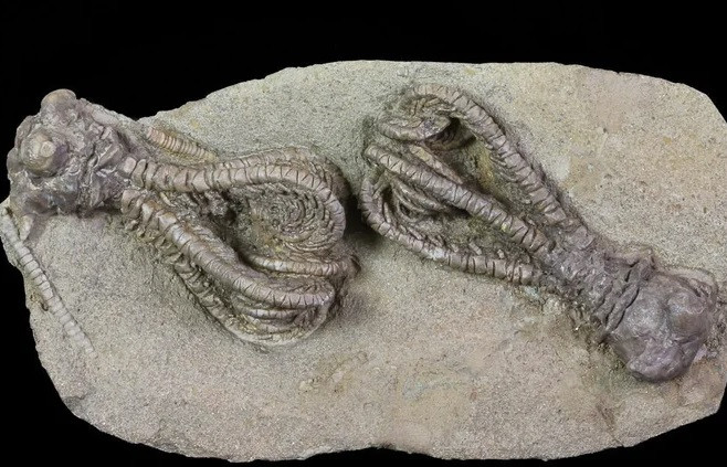 Phat hien hoa thach “nguoi ngoai hanh tinh” 280 trieu nam tai Tay Uc