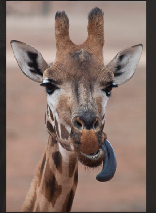 Vì sao hươu cao cổ có lưỡi màu tím đen? Vi sao huou cao co co luoi mau tim den?