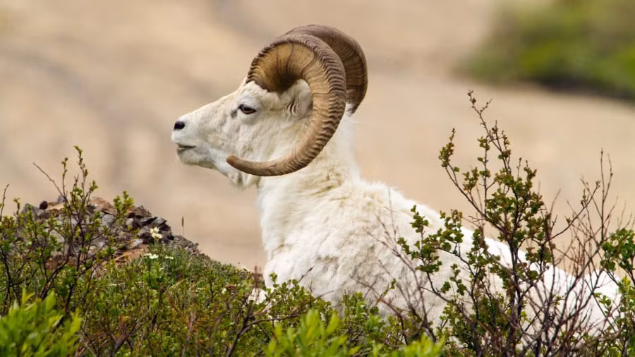 Nếu biết kinh doanh và đầu tư đúng thời điểm, bạn có thể ngày càng giàu có hơn. Với sự thông minh và trí tuệ của mình, bạn sẽ ngày càng bán được nhiều hàng và duy trì được lượng khách hàng ổn định.