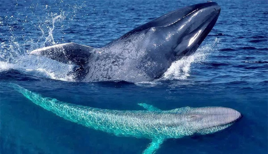 Chuc nang cua nhung dom trang phia tren mat cua ca voi sat thu