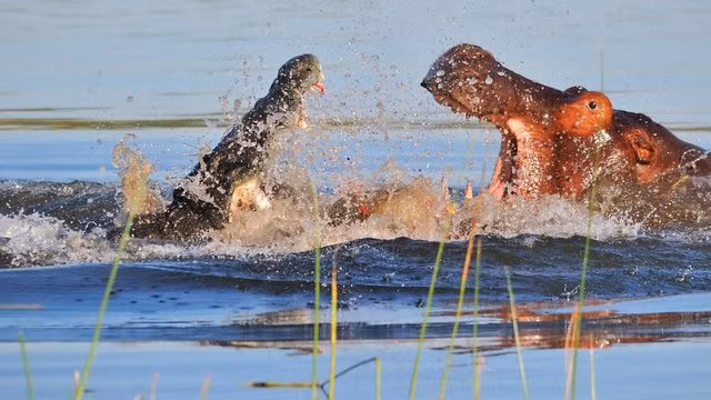 Ha ma gianh con moi voi ca sau, nhin biet ngay con nao thang-Hinh-3