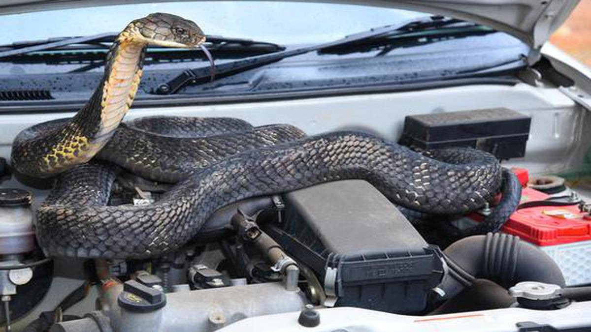 Phat hien thi the trong o to, lo am muu tham doc cua nguoi tinh