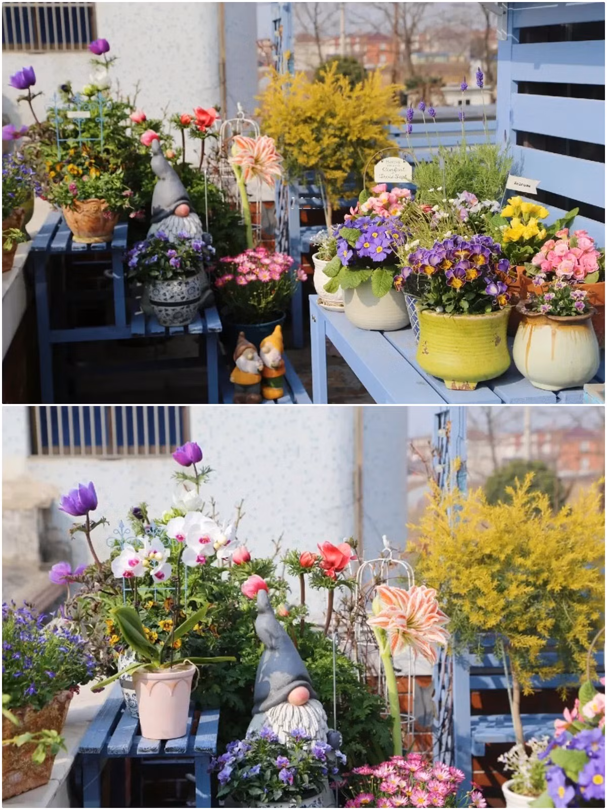 Ngam hoai khong chan khu vuon san thuong bon mua no hoa-Hinh-3