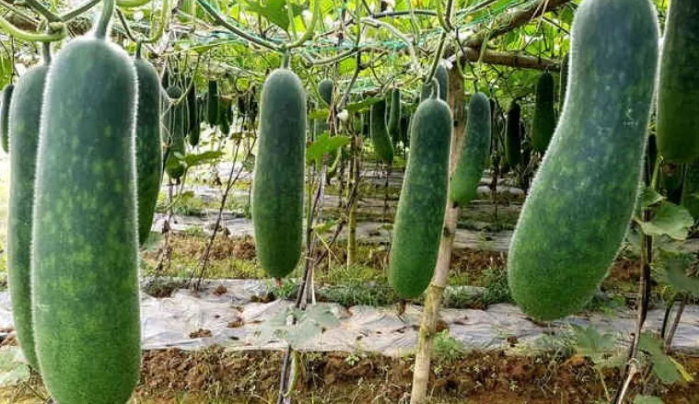 10 loai rau cu nen trong trong thang 6, 7, 8