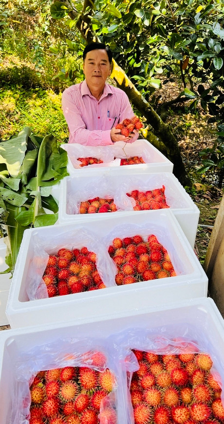 Chom chom Java tang gia, ca lang nay o Vinh Long ai cung mung