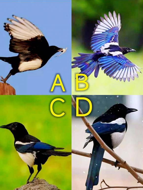 Trac nghiem tam ly: Thu xem van may gan day den voi ban