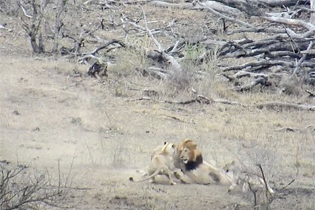 Đáng tiếc là việc tranh giành thức ăn của 3 con sư tử đã tạo cơ hội cho chú lợn bướu trốn thoát.