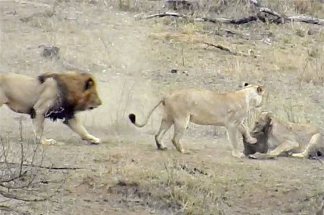 Với bản tính của một “lãnh chúa dữ tợn” con sư tử đực đã quyết tâm tranh giành chú lợn bướu với 2 “bà vợ” của mình.