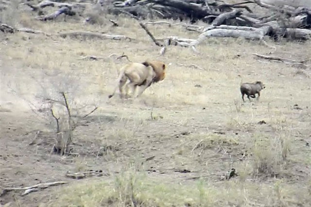 Dù đã nhanh chóng đuổi theo, nhưng cuối cùng con sư tử đực đành phải bỏ cuộc vì con mồi của nó chạy quá nhanh. Được biết, cảnh tượng này do kỹ sư Cobus Visser ghi lại được khi tới tham quan Vườn quốc gia Marloth ở Nam Phi.