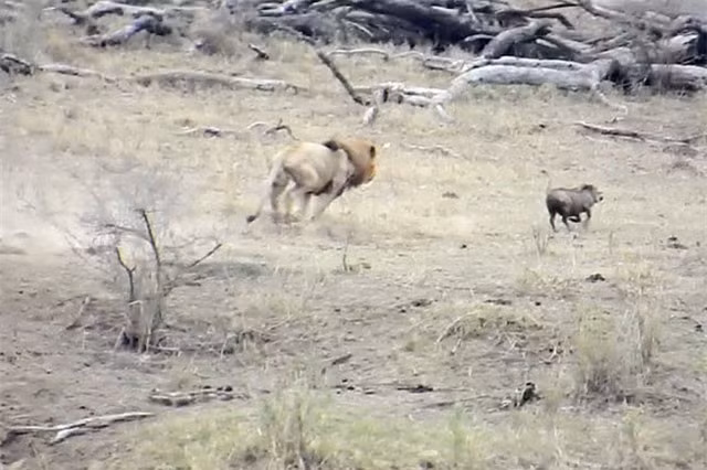 Dù đã nhanh chóng đuổi theo, nhưng cuối cùng con sư tử đực đành phải bỏ cuộc vì con mồi của nó chạy quá nhanh. Được biết, cảnh tượng này do kỹ sư Cobus Visser ghi lại được khi tới tham quan Vườn quốc gia Marloth ở Nam Phi.