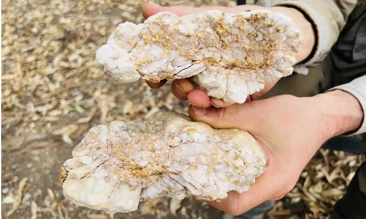 Tim thay khoi vang cuc lon bang thiet bi do kim loai nghiep du