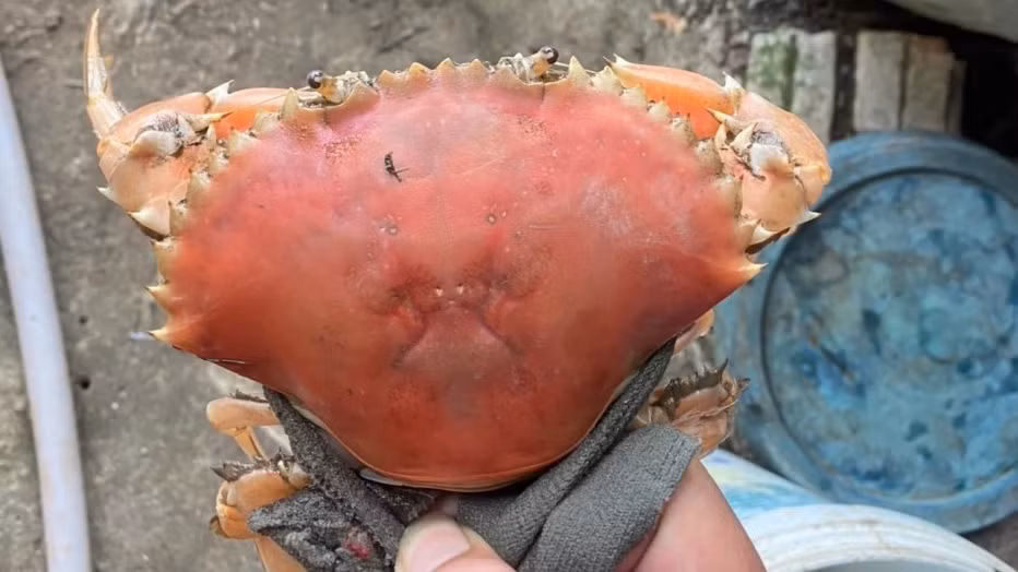 Cua bien song co mau cam doc la nhu cua luoc