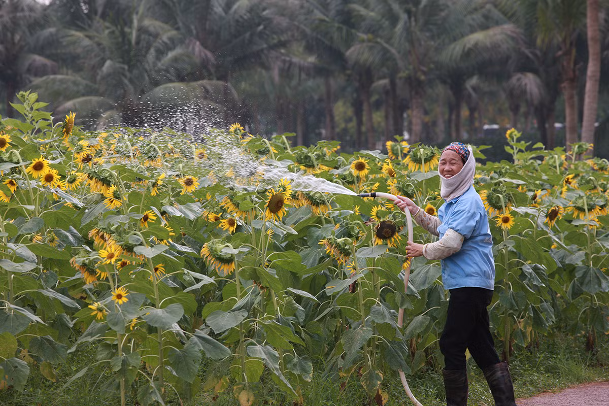Can canh doi hoa huong duong khien chi em check in quen ca nang-Hinh-5