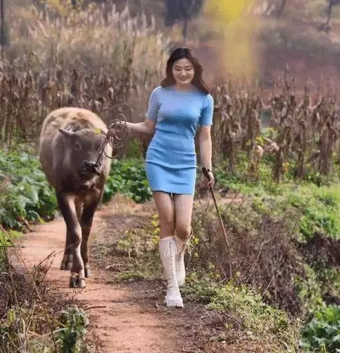 Chiếc váy được cho là phù hợp khi diện đi chơi, đi sự kiện được cô gái này vô tư mặc khi đi chăn trâu gây chú ý.