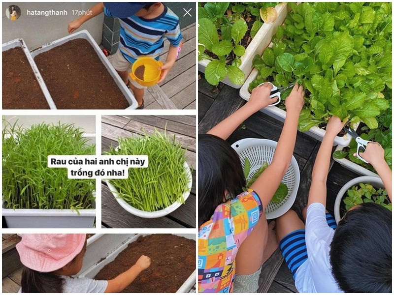 Hai bé Richard và Chloe thường xuyên giúp bố mẹ chăm sóc, thu hoạch rau trong vườn nhà.