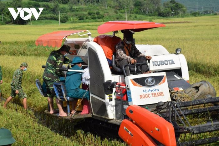 Huyện Tuy An đã chỉ đạo Ban Chỉ huy Quân sự huyện phối hợp với lực lượng Biên phòng và lực lượng dân quân khẩn trương thu hoạch lúa giúp người dân.