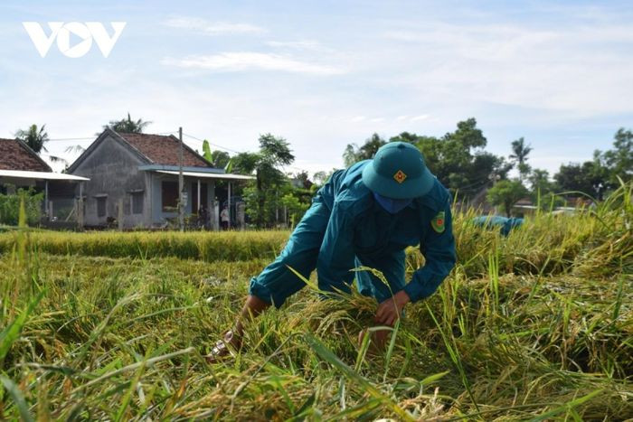 Thượng tá Chu Thanh Quang, Chỉ huy trưởng Ban Chỉ huy Quân sự huyện Tuy An, tỉnh Phú Yên cho biết, trước khi xuống ruộng thu hoạch lúa giúp người dân xã An Chấn, đơn vị đã tiến hành tiêm vaccine 100% cho các bộ, chiến sĩ và đã xét nghiệm âm tính với SARS-CoV-2, bảo đảm an toàn công tác phòng chống dịch.