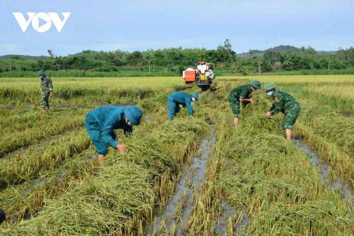 UBND huyện Tuy An đã lên kế hoạch thu hoạch lúa hè thu cho người dân trong lúc địa phương này đang thực hiện giãn cách xã hội theo Chỉ thị 16.