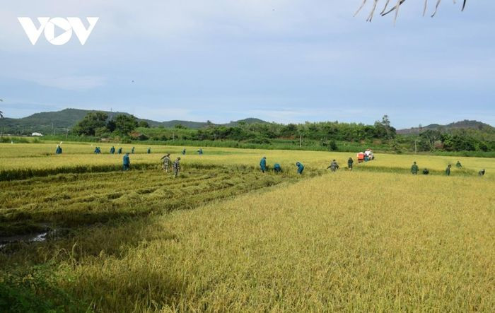 “Kế hoạch là từ ngày 25/9 đến ngày 5/10 với diện tích khoảng 71ha. Trong khoảng thời gian đó, chúng tôi hỗ trợ cắt lúa rồi vận chuyển lúa về cho bà con tại nhà vì bà con không được đi ra khỏi khu phong tỏa”, Thượng tá Chu Thanh Quang cho hay./.