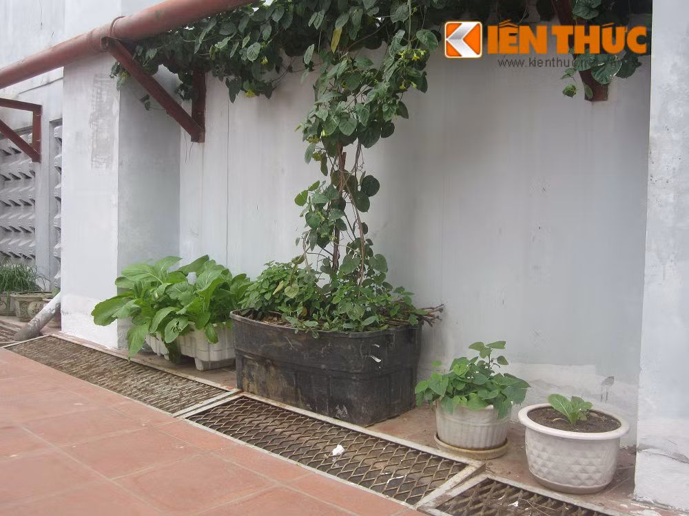 Ngoài trồng cây cảnh, người dân sống tại tầng 30A còn tận dụng hành lang rộng để đặt các thùng xốp hoặc các chậu cây cảnh để trồng rau sạch.