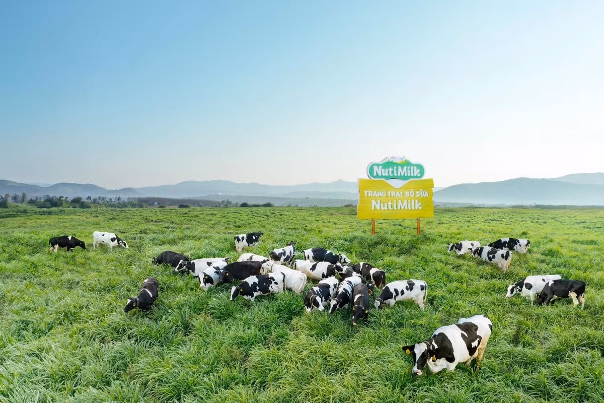 Tu vung cao nguyen den ‘thien duong bo sua’ tai Gia Lai