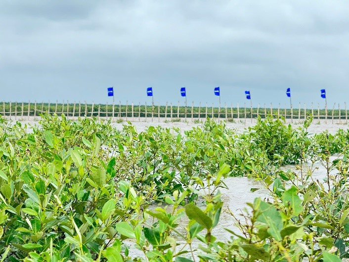 Hình thành bể hấp thụ carbon từ rừng ngập mặn Cà Mau - Hình 3 Hinh thanh be hap thu carbon tu rung ngap man Ca Mau-Hinh-3