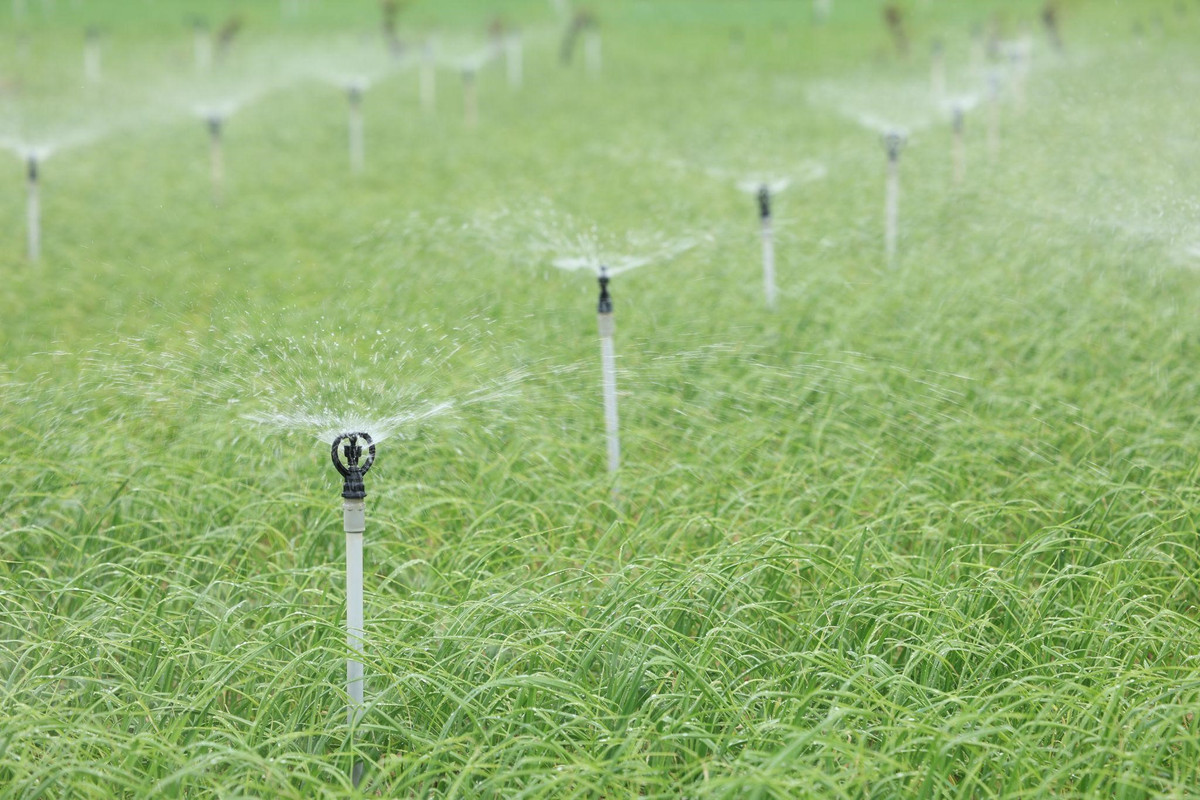 Nam Ngu cung ba con dao Ly Son don Tet noi dai niem vui-Hinh-3