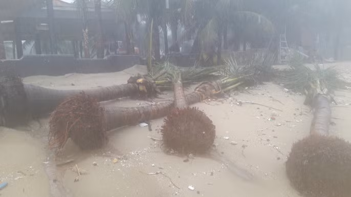 Hàng chục cây dừa nằm sâu trong bờ biển cũng bị sóng lớn đánh tới tấp và trôi tuột ra biển. Khu vực 2 nhà hàng, quán Bar nằm cạnh cống xả Mỹ An hiện đang bị sạt lở nặng phần móng. Nhiều đồ đạc, bàn ghế, phần mái cùng hệ thống bậc tam cấp dẫn ra bờ biển cũng bị cuốn trôi ra biển.