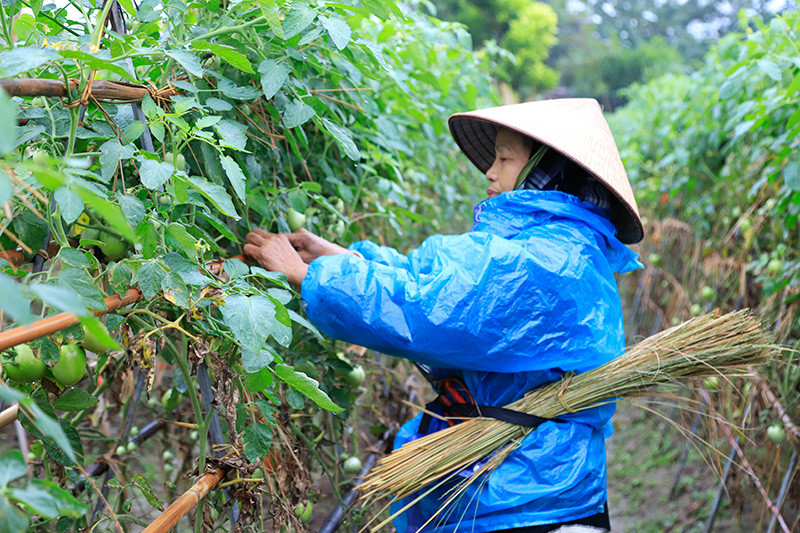 Trời rét đậm, nhưng người dân ngoại thành Hà Nội vẫn phải ra đồng chăm sóc hoa màu từ sớm.